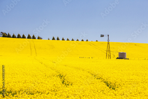 Canola Fields Near Creswick in Victoria Australia photo