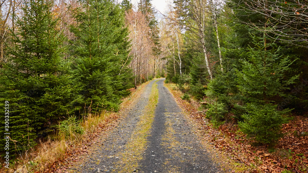 Fototapeta premium Path in mountain forest in Karkonosze National Park, Poland.