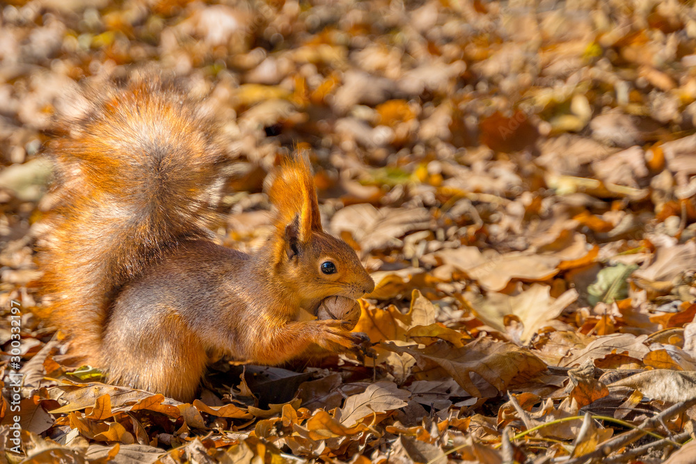 fluffy squirrel holds a nut in his mouth fluffy squirrel holds a nut in his mouth