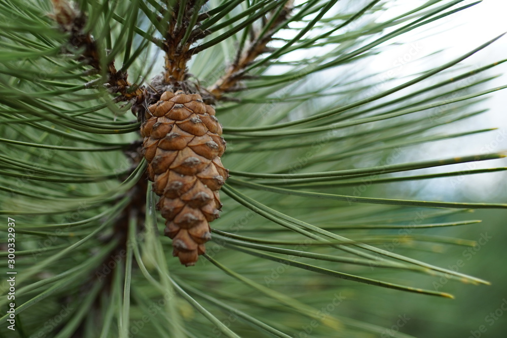 Pine branch with a cone close up. Pine branch with a cone close up.