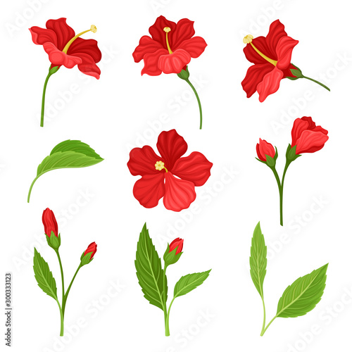 Beautiful Hibiscus Flowers and Leaves Vector Illustrated Set