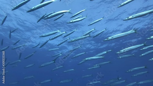 Large school of Barracudas slowly swims under surface of the blue water. Low-angle shot, Slow motion, Close up photo