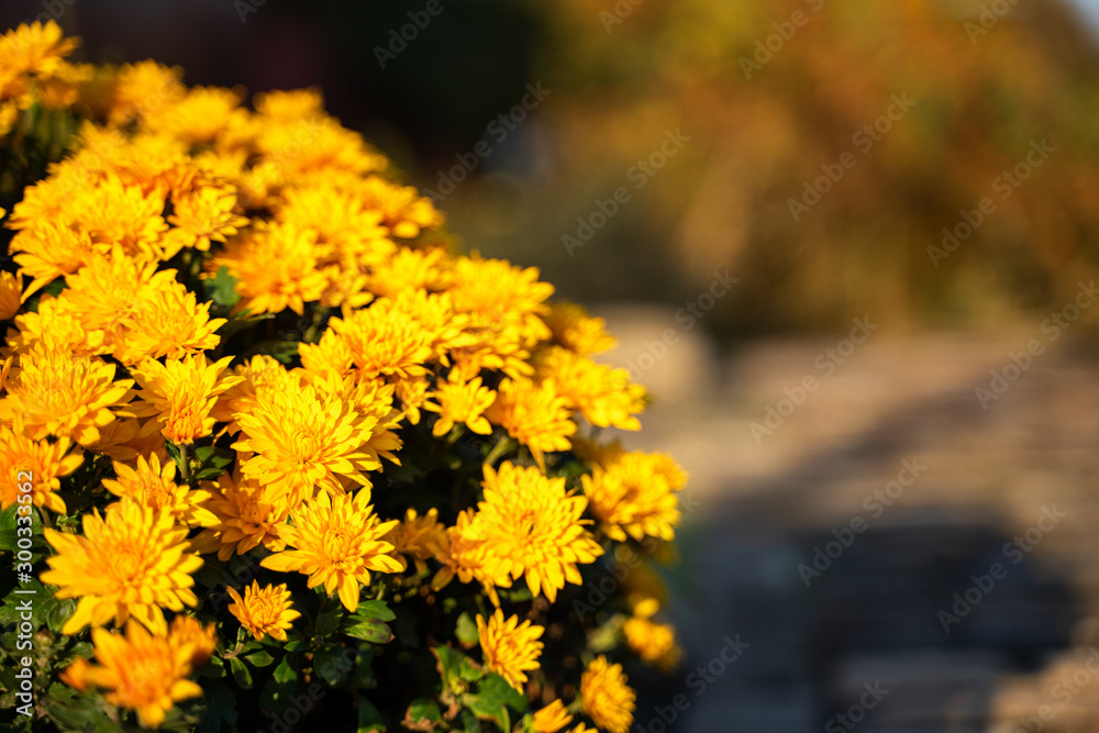 yellow bush in a meadow under the autumn sun. Copy space yellow bush in a meadow under the autumn sun. Copy space