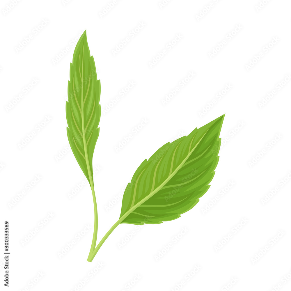 Fototapeta premium Green Leaf Vector Illustrated Icon For Decorative Purpose