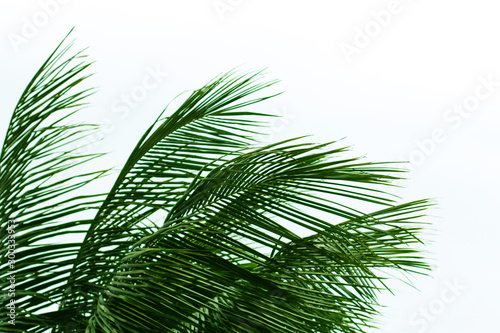 Fototapeta Naklejka Na Ścianę i Meble -  palm leaves isolated on white background, view from down