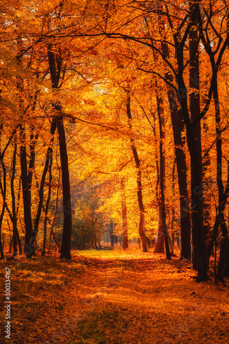 Autumn forest at warm fall day sun shining through golden foliage.