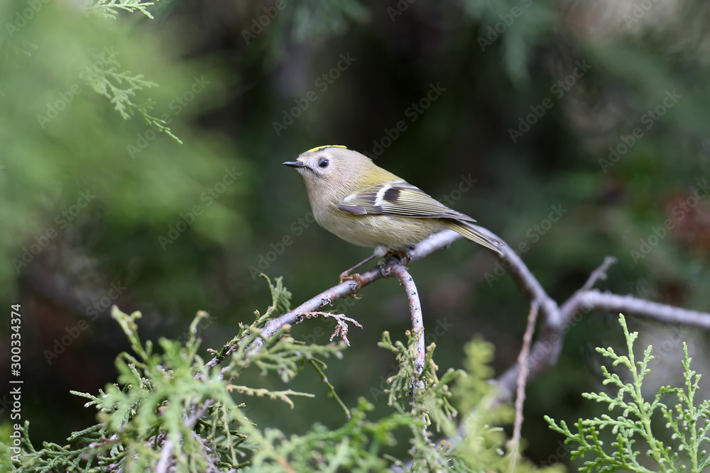 Fototapeta premium The goldcrest (Regulus regulus) portright shot close-up on a thuja branch