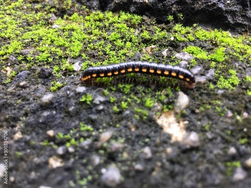 Harpaphe haydeniana commonly known as the yellow-spotted millipede or even as  night train millipede 