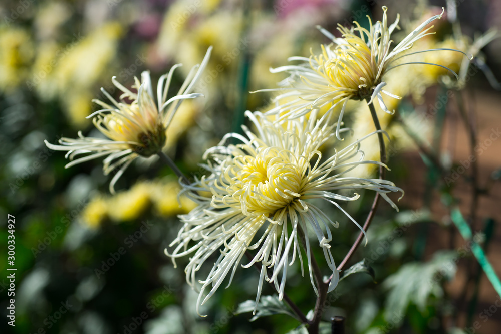Beautiful Chrysanthemums in garden. Flowers as background picture. Chrysanthemum wallpaper. Japanese style. Autumn garden of chrysanthemums. Beautiful Chrysanthemums in garden. Flowers as background picture. Chrysanthemum wallpaper. Japanese style. Autumn garden of chrysanthemums.