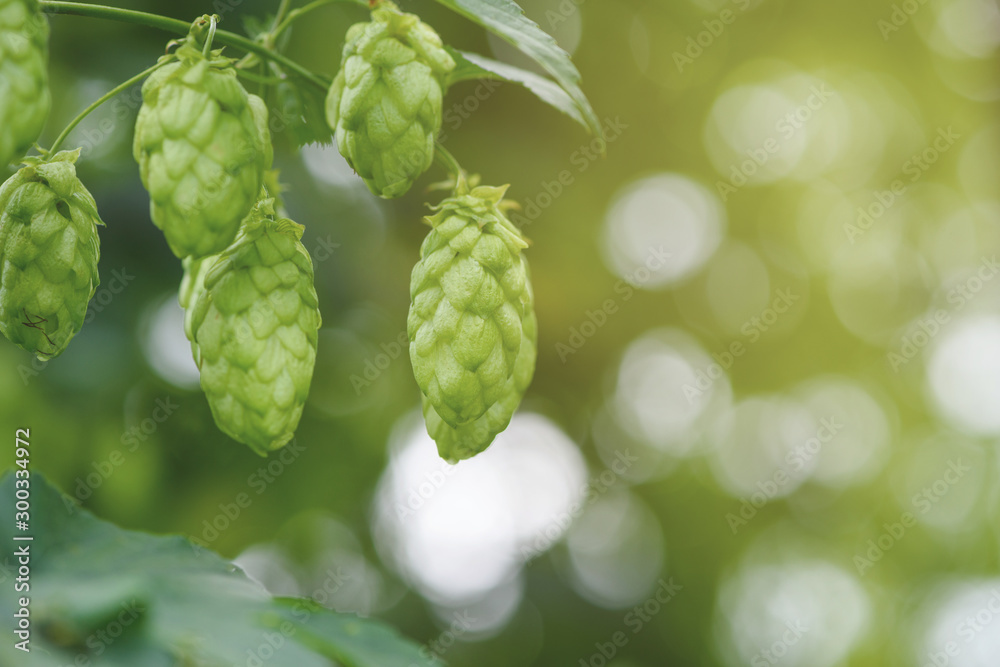 Hops cones on branch macro Hops cones on branch macro