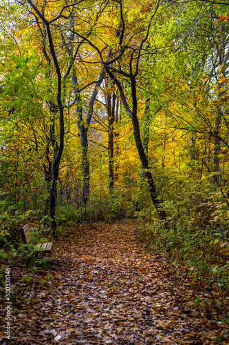 Autumnal Trail © Dave