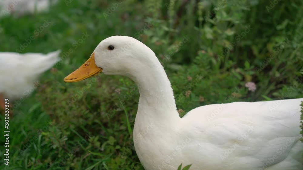 Goose walking in a garden at countryside Goose walking in a garden at countryside
