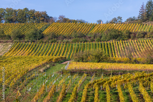 herbstliche Weinberge "Kastanienbusch" bei Birkweiler, Pfalz