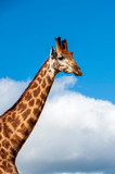 Giraffe, head only, blue sky, up close