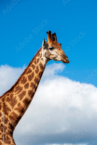 Giraffe, head only, blue sky, up close