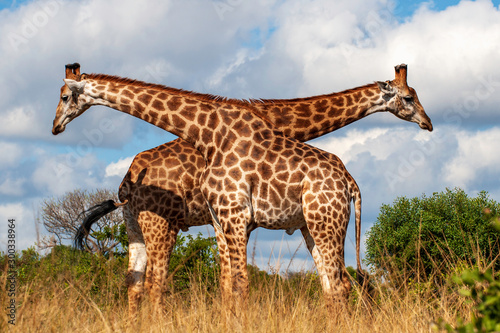 Two Giraffe  twisted bodies  play  jest  form a V shape  twins  duplicates