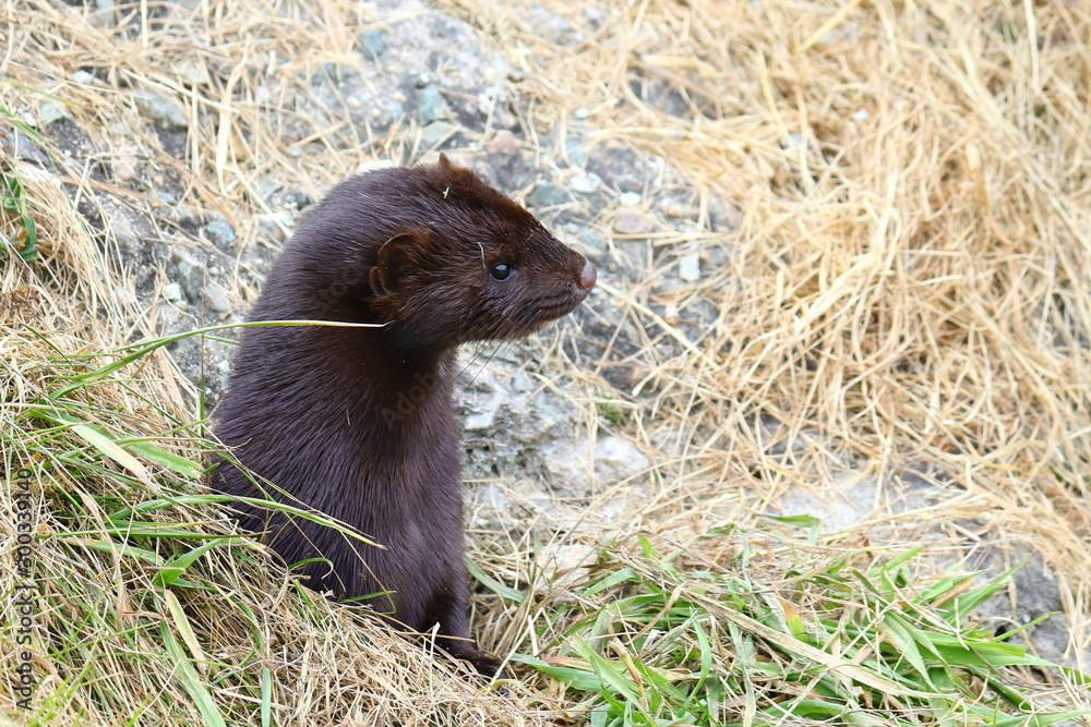Wild mink looking out from burrow. Mustela lutreola - wild predatory furry animal hunting in nature. 