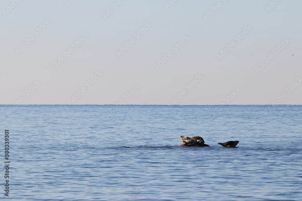 Seals (spotted seal, largha seal, Phoca largha) on the rock in sunny day. Wild spotted seal sanctuary. Calm blue sea, wild marine mammals in nature on background of blue sea, horizon and sunrise sky. Seals (spotted seal, largha seal, Phoca largha) on the rock in sunny day. Wild spotted seal sanctuary. Calm blue sea, wild marine mammals in nature on background of blue sea, horizon and sunrise sky.