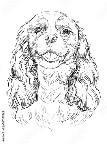 Cavalier King Charles Spaniel vector hand drawing portrait