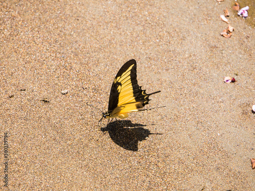 Butterfly on sandy beach