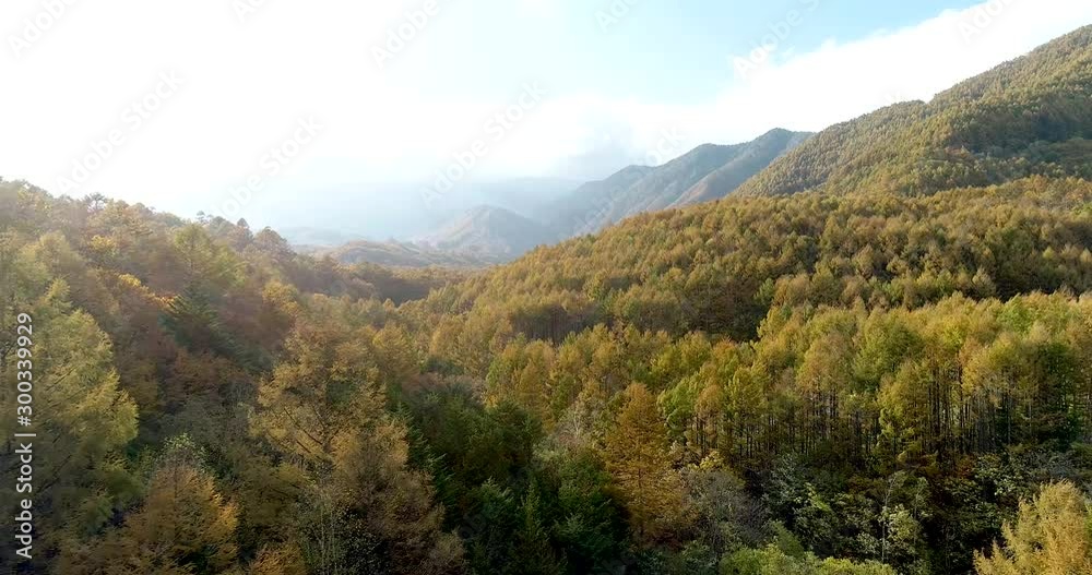 Autumn woods in Japan Fly into forest