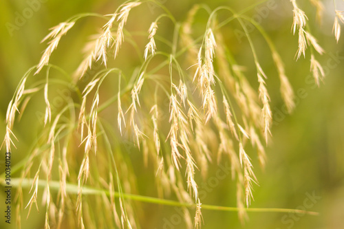 Grass flowers with blurred background.