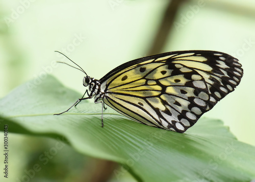 Schmetterling © Karin Dederichs