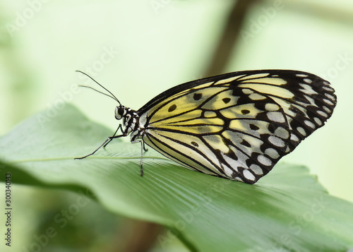 Schmetterling