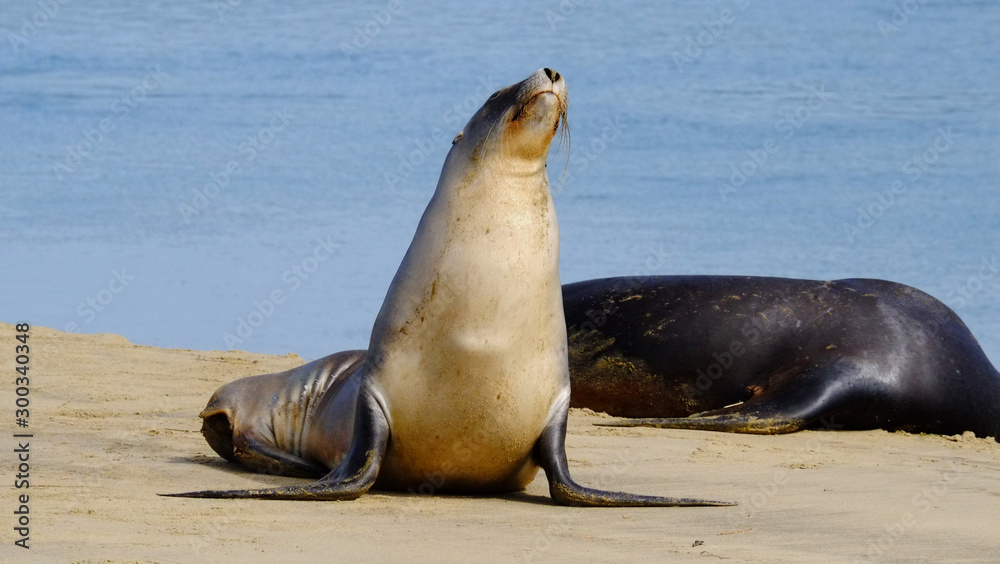 Fototapeta premium New Zealand sea lions at Surat Bay, Catlins, Southland, New Zealand