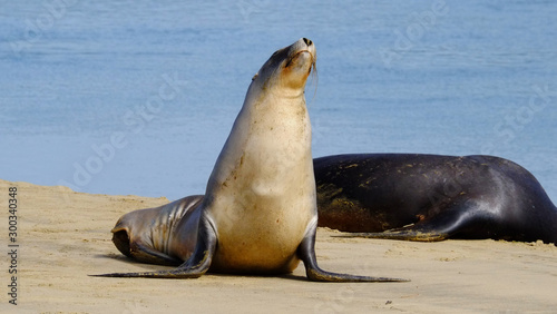 New Zealand sea lions at Surat Bay, Catlins, Southland, New Zealand