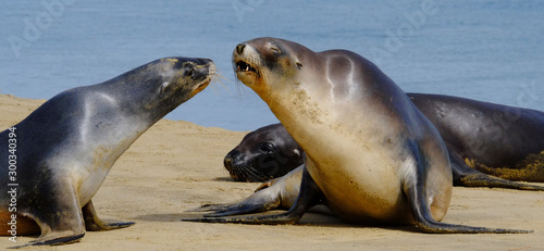 New Zealand sea lions ashore at Surat Bay, Catlins, New Zealand