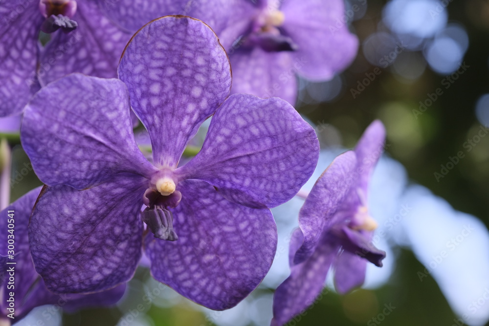 purple flower purple flower