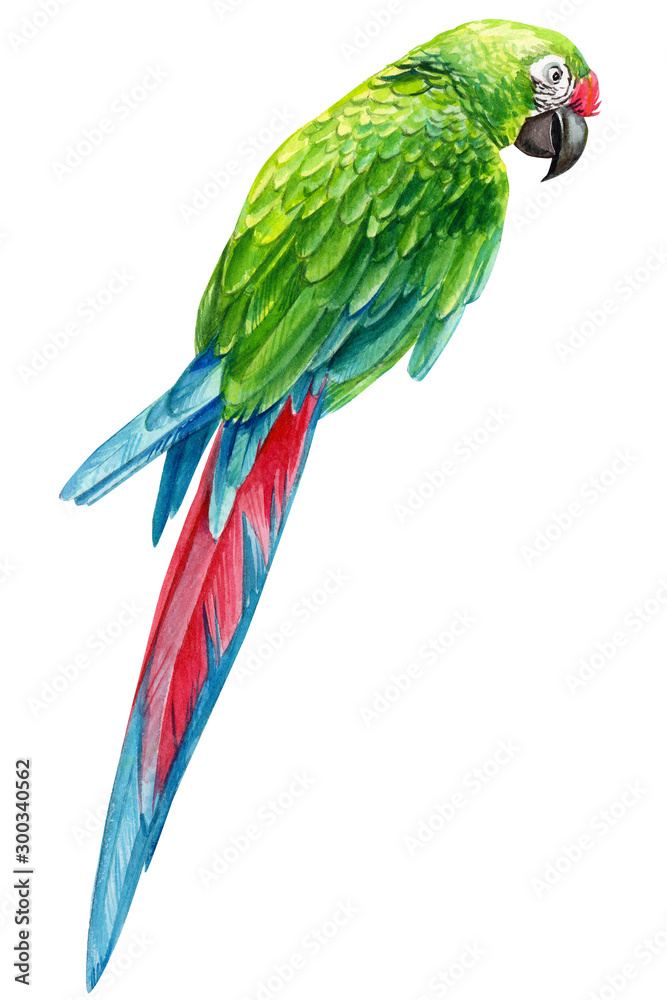 watercolor bird parrot on an isolated white background