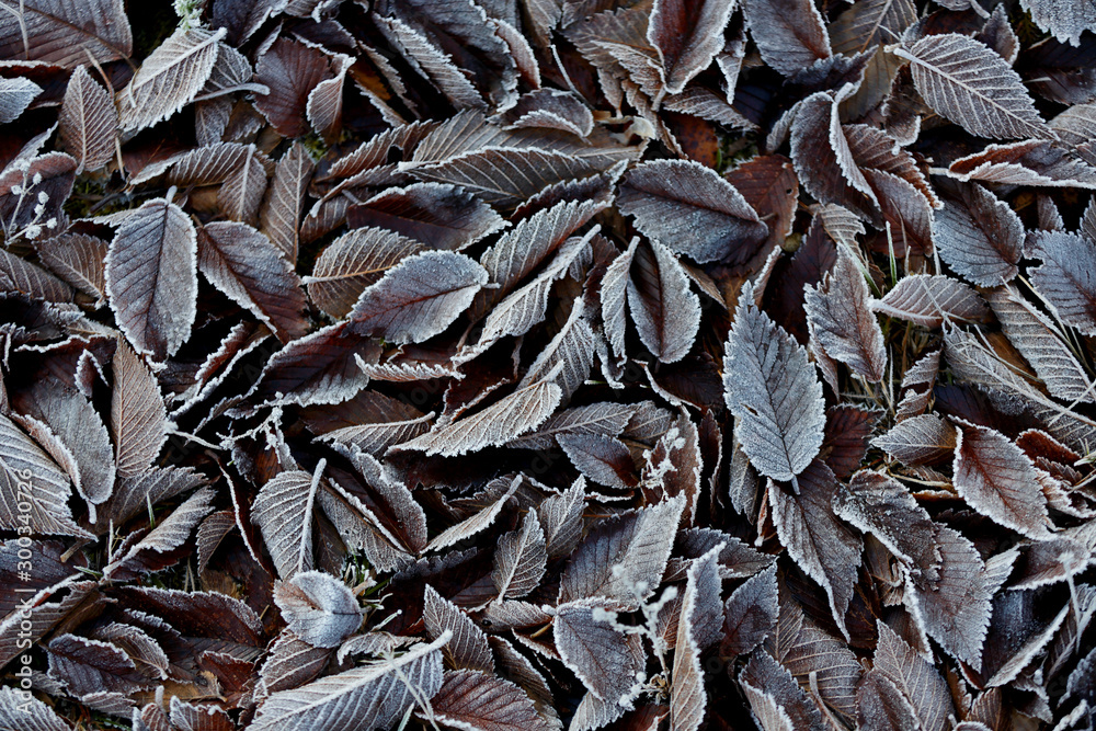 Brown fallen elm leaves on the ground in a cold winter morning Brown fallen elm leaves on the ground in a cold winter morning