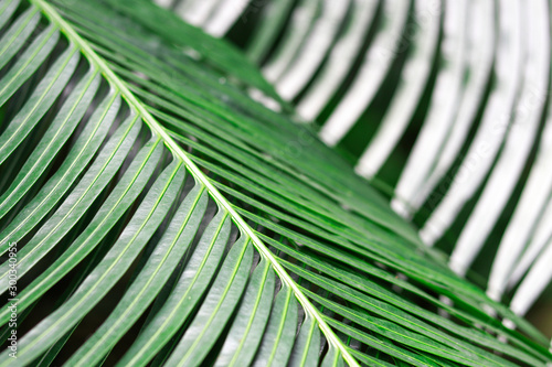 Petioles and dark green leaves of cycad family tree with blurred background. photo