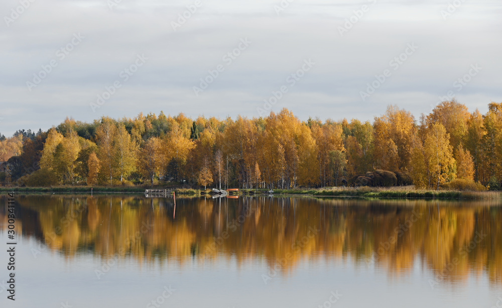 A yellow landscape with autumnal birch trees