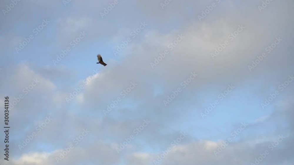 Turkey Vultures Buzzards soaring over Sanibel Causeway Turkey Vultures Buzzards soaring over Sanibel Causeway