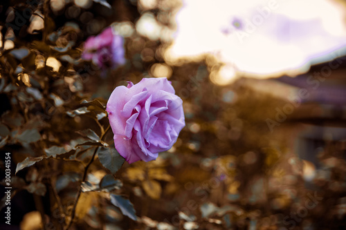 Fototapeta Naklejka Na Ścianę i Meble -  A Wild Pink Rose