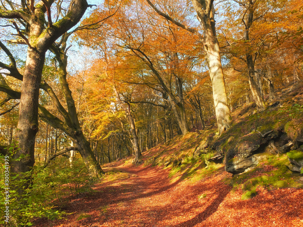 sunlit footpath in autumn woodland with orange and golden leaves against a bright blue sky