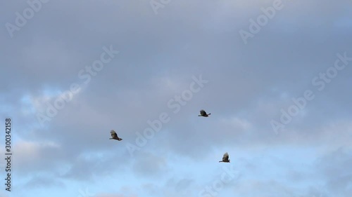 Turkey Vultures Buzzards soaring over Sanibel Causeway