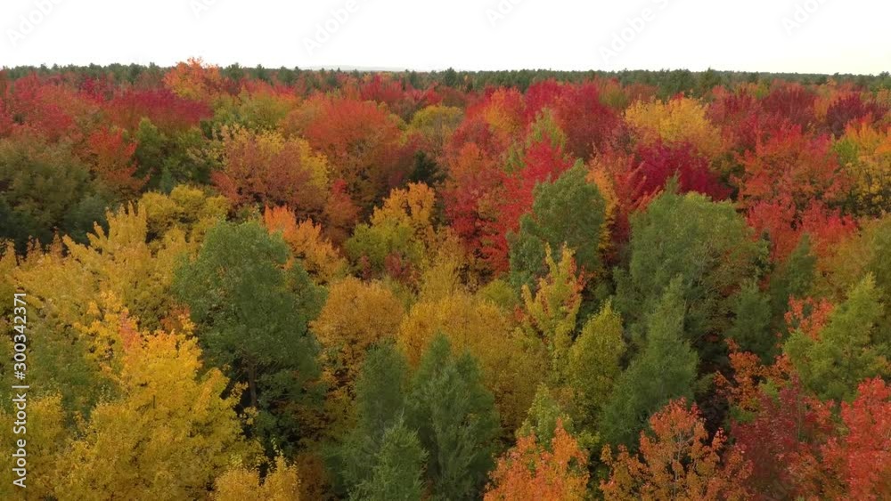 Stunning 1 minute drone shot flying forward over beautiful forest in fall Stunning 1 minute drone shot flying forward over beautiful forest in fall