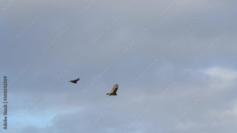 Turkey Vultures Buzzards soaring over Sanibel Causeway Turkey Vultures Buzzards soaring over Sanibel Causeway