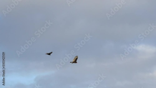 Turkey Vultures Buzzards soaring over Sanibel Causeway