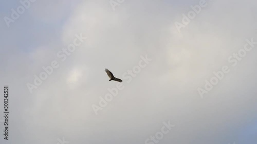 Turkey Vultures Buzzards soaring over Sanibel Causeway