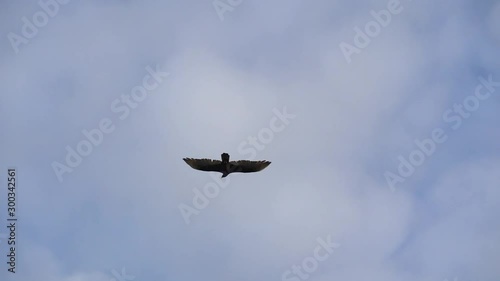 Turkey Vultures Buzzards soaring over Sanibel Causeway