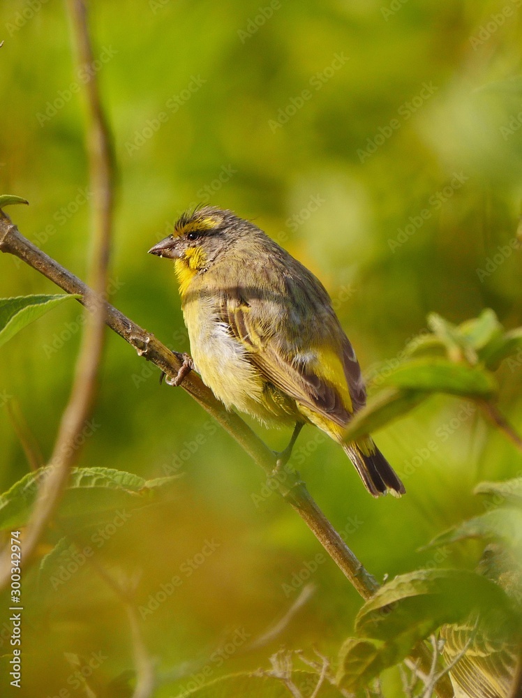 Yellow Fody bird perched in natural habitat Yellow Fody bird perched in natural habitat