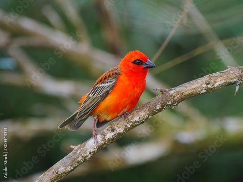 Red Cardinal bird perching in natural environment