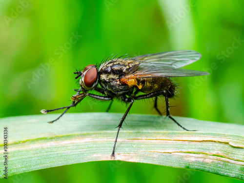 Exotic Drosophila Fly Diptera Parasite Insect on Plant Green Grass Macro