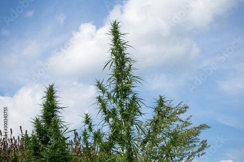 Hemp bush against the blue sky. Wild plant.