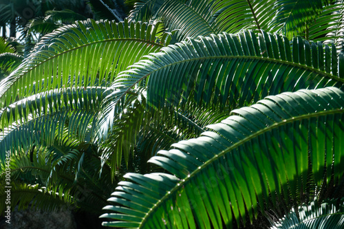 Green betel palm leaf pattern, natural texture background concept © sundaemorning